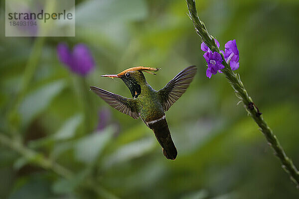 Fliegende Rotschopfelfe (Lophornis delattrei)  Nebelwald im Manu-Nationalpark  Peru  Südamerika