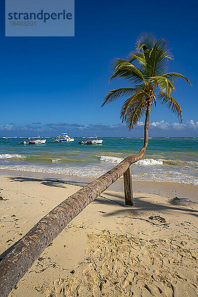 Blick auf Meer  Strand und Palme an einem sonnigen Tag  Bavaro Beach  Punta Cana  Dominikanische Republik  Westindien  Karibik  Mittelamerika