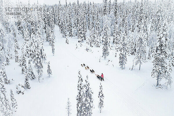 Hohe Winkel Ansicht von Hundeschlitten in der weißen verschneiten Wald  Lappland  Finnland  Europa