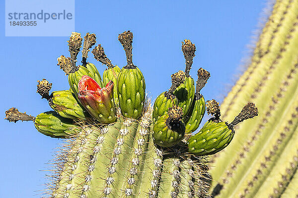 Fruchttragender Saguaro-Kaktus (Carnegiea gigantea)  in Blüte im Juni  Sweetwater Preserve  Tucson  Arizona  Vereinigte Staaten von Amerika  Nordamerika