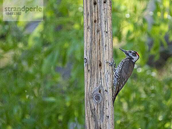 Junger Eichelspecht (Melanerpes formicivorous)  Madera Canyon  Süd-Arizona  Arizona  Vereinigte Staaten von Amerika  Nordamerika