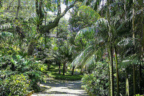 Sitio Roberto Burle Marx  ein Landschaftsgarten  UNESCO-Weltkulturerbe  Rio de Janeiro  Brasilien  Südamerika