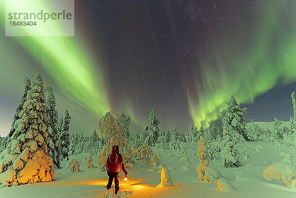 Wanderer mit Laterne steht im Schnee im gefrorenen Wald und bewundert Nordlichter (Aurora Borealis)  Pallas-Yllastunturi-Nationalpark  Muonio  Lappland  Finnland  Europa