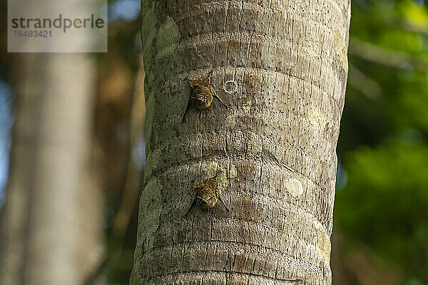 Rüsselfledermäuse (Rhynchonycteris Naso) auf einem Baum  Sandovalsee  Tambopata  Puerto Maldonado  Madre de Dios  Peru  Südamerika