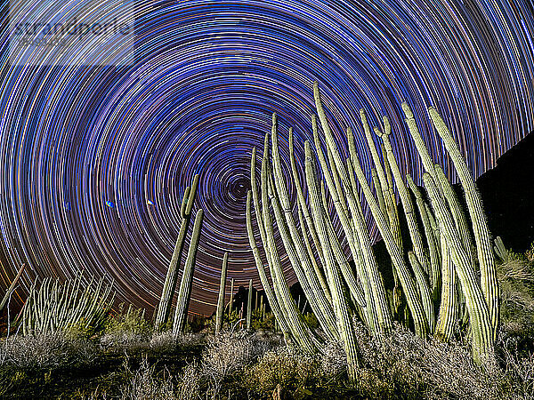 Orgelpfeifenkaktus (Stenocereus thurberi)  bei Nacht im Organ Pipe Cactus National Monument  Sonoran Desert  Arizona  Vereinigte Staaten von Amerika  Nordamerika