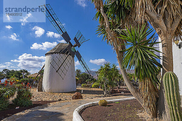 Ansicht einer traditionellen Windmühle  Museum (Museo) del Queso Majorero  Antigua  Fuerteventura  Kanarische Inseln  Spanien  Atlantik  Europa