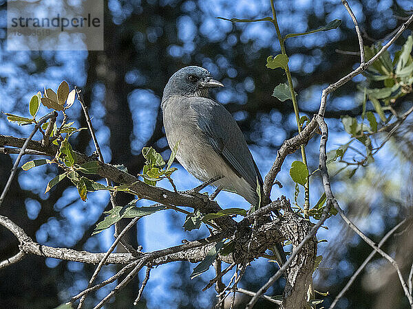 Ein mexikanischer Eichelhäher (Aphelocoma wollweberi)  in einem Baum im Chiricahua National Monument  Arizona  Vereinigte Staaten von Amerika  Nordamerika