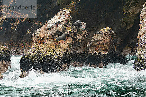 Südamerikanische Seelöwen (Otaria flavescens) auf Felsen  Ballestas Inseln  Paracas  Peru  Südamerika