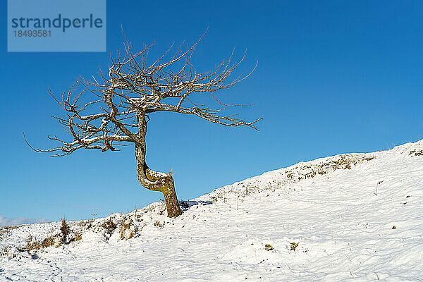 Einsamer Baum an einem verschneiten Wintertag  Isle of Harris  Äußere Hebriden  Schottland  Vereinigtes Königreich  Europa