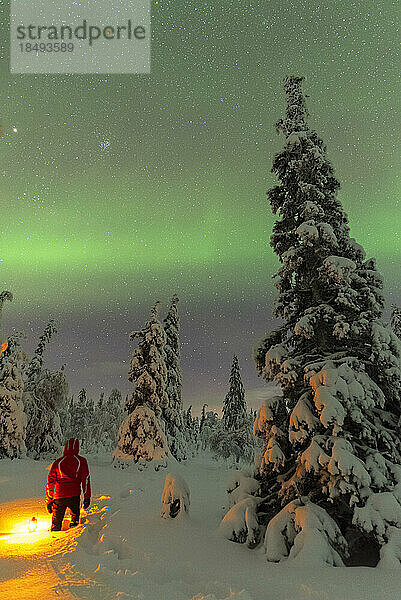 Mann mit Laterne zwischen schneebedeckten Bäumen  die das grüne Licht des Nordlichts (Aurora Borealis) genießen  im Wald  Pallas-Yllastunturi-Nationalpark  Muonio  Lappland  Finnland  Europa