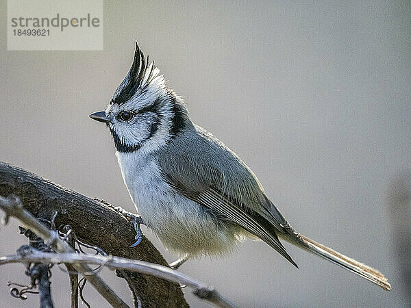 Eine ausgewachsene Zügelmeise (Baeolophus wollweberi)  Madera Canyon  südliches Arizona  Arizona  Vereinigte Staaten von Amerika  Nordamerika