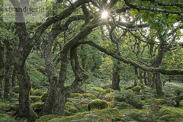 Sommermorgensonne  die durch Black a Tor Copse im Dartmoor National Park  Devon  England  Vereinigtes Königreich  Europa aufgeht