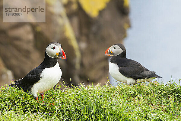 Papageientaucher  Borgarfjardarhhofn  Borgarfjordur  Ostisland  Island  Polarregionen