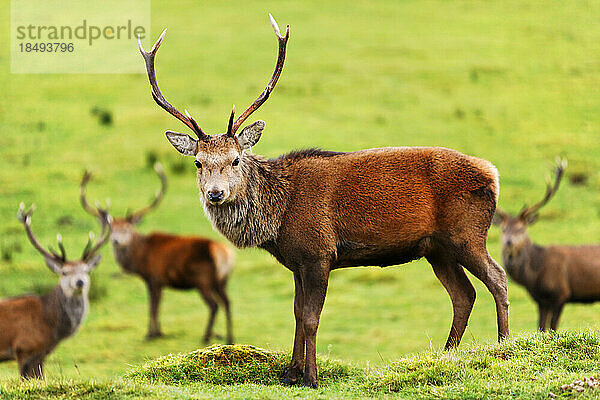 Hirsch bei Loch Ness  Highlands  Schottland  Vereinigtes Königreich  Europa