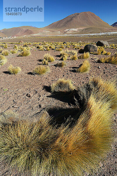 Geysirfeld El Tatio  Hochebene der Atacama-Wüste  Chile  Südamerika