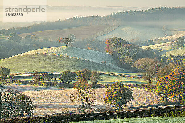 Schöne hügelige Landschaft an einem frostigen Herbstmorgen  Devon  England  Vereinigtes Königreich  Europa
