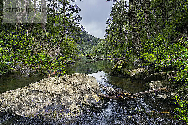 Bachlauf im Wald  Huerquehue-Nationalpark  Pucon  Chile  Südamerika