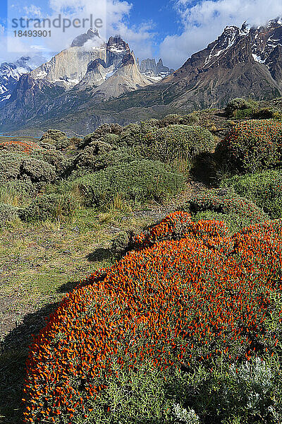 Torres del Paine National Park  Patagonien  Chile  Südamerika