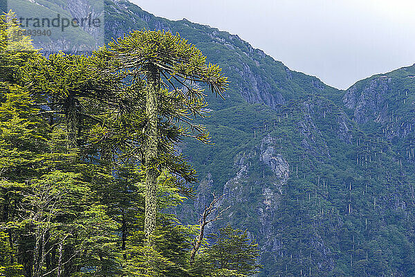 Affenpuzzle-Baum (Araucaria araucana)  El-Toro-See  Huerquehue-Nationalpark  Pucon  Chile  Südamerika