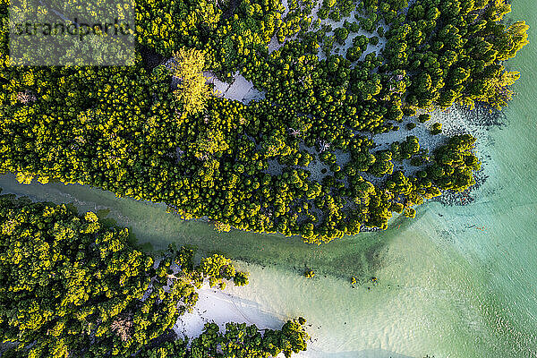Luftaufnahme von üppigem Mangrovenwald in der tropischen Lagune  Pingwe  Chwaka Bay  Sansibar  Tansania  Ostafrika  Afrika