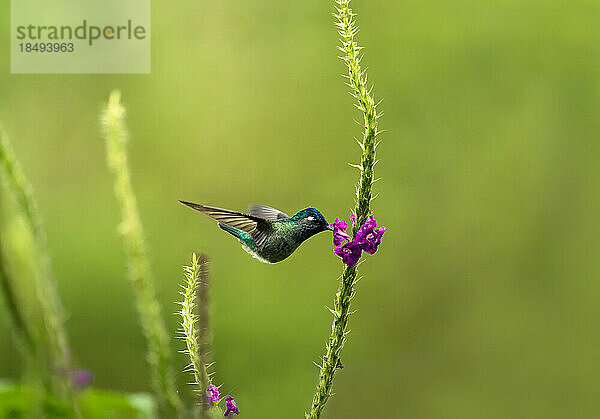 Kolibri ernährt sich von einer Blume im Regenwald  Costa Rica  Mittelamerika