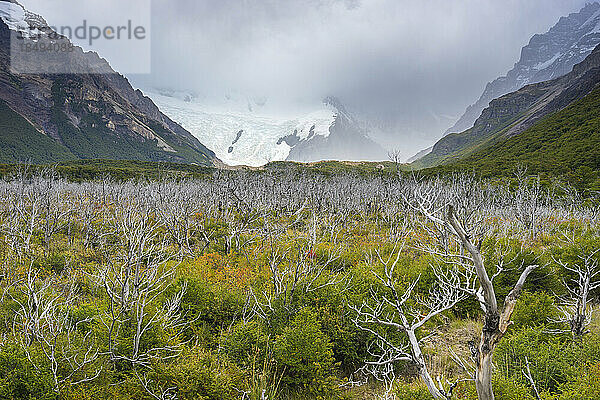 Kahle Bäume im Tal  das zur Laguna Torre führt  Nationalpark Los Glaciares  UNESCO-Weltkulturerbe  El Chalten  Argentinien  Südamerika