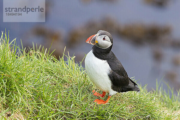 Papageientaucher  Borgarfjardarhhofn  Borgarfjordur  Ostisland  Island  Polarregionen