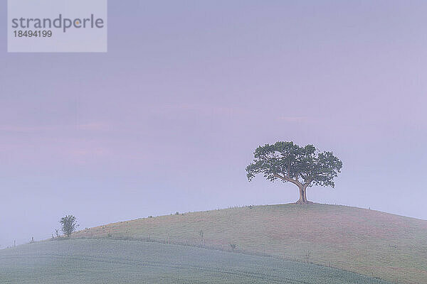 Einsamer Baum auf einer Hügelspitze in einer nebligen rosa Morgendämmerung im Frühling  Devon  England  Vereinigtes Königreich  Europa