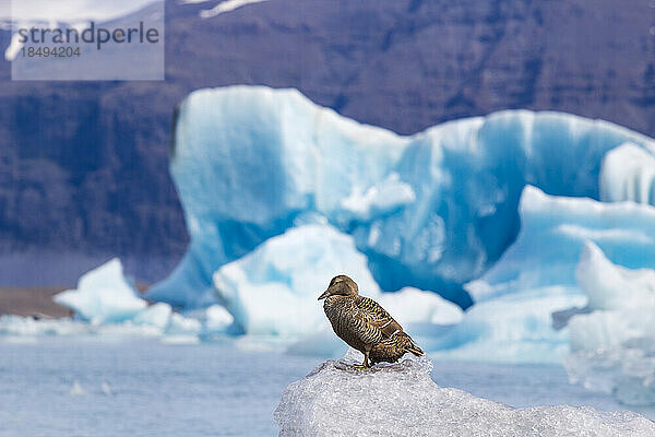 Ente auf dem Eis der Gletscherlagune Jokulsarlon  Island  Polarregionen