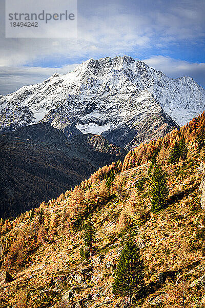Herbstbäume auf einem Bergkamm mit dem verschneiten Monte Disgrazia im Hintergrund  Valmalenco  Valtellina  Lombardei  Italien  Europa