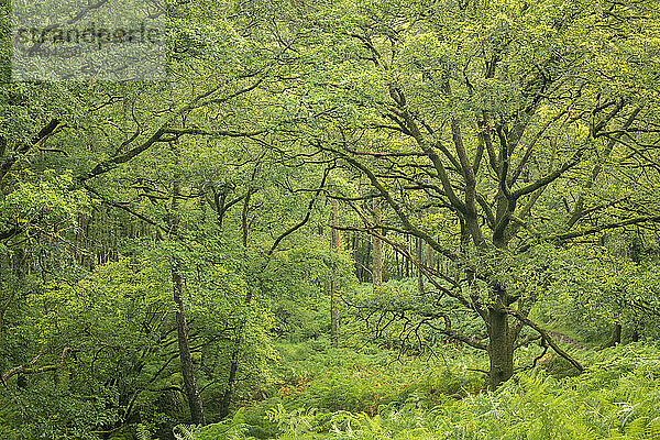 Wunderschöne Laubwälder oberhalb des Borrowdale-Tals im Lake-District-Nationalpark  UNESCO-Welterbe  Cumbria  England  Vereinigtes Königreich  Europa