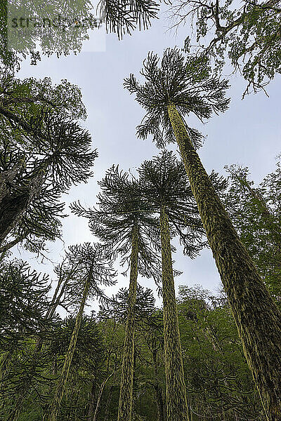Tiefblick auf Affenpuzzle-Baum (Araucaria araucana)  Huerquehue National Park  Pucon  Chile  Südamerika