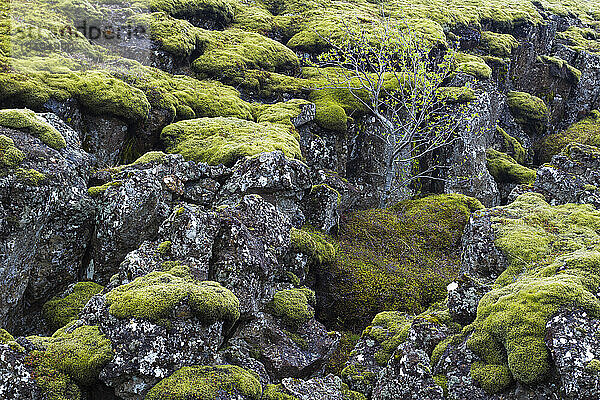 Baum in moosbewachsenem Lavafeld  Nationalpark Thingvellir  UNESCO-Weltkulturerbe  Island  Polarregionen