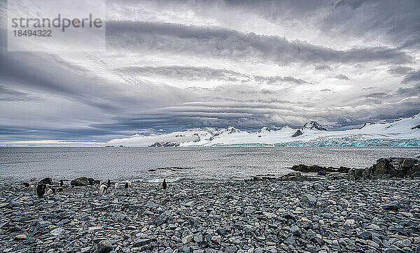 Ein felsiger Strand mit Pinguinen auf der Antarktischen Halbinsel  Antarktis  Polarregionen