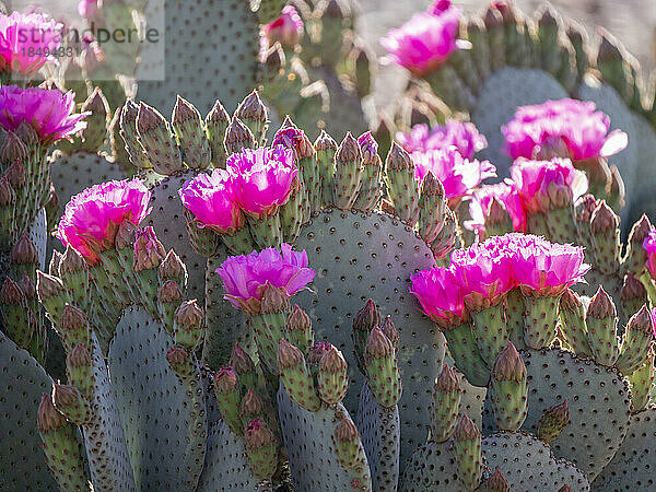 Ein Beavertail-Kaktus (Opuntia basilaris)  blühend in Thong Chul  Tucson  Arizona  Vereinigte Staaten von Amerika  Nordamerika