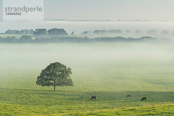 Einsamer Baum und grasende Rinder an einem nebligen Morgen  Devon  England  Vereinigtes Königreich  Europa
