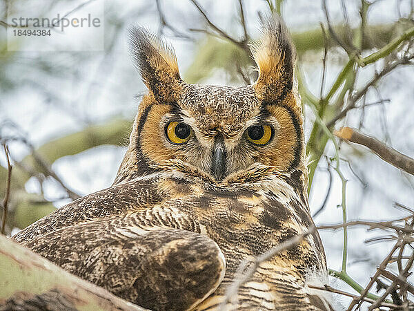 Ein ausgewachsener Waldohreule (Bubo virginianus)  sitzend auf dem Nest im Madera Canyon  Süd-Arizona  Arizona  Vereinigte Staaten von Amerika  Nordamerika