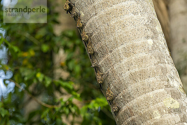 Rüsselfledermäuse (Rhynchonycteris Naso) auf einem Baum  Sandovalsee  Tambopata  Puerto Maldonado  Madre de Dios  Peru  Südamerika