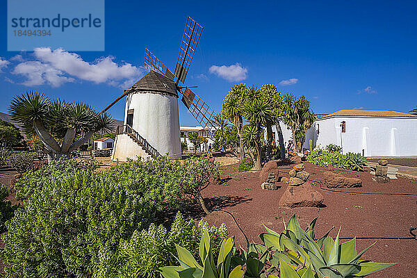Ansicht einer traditionellen Windmühle  Museum (Museo) del Queso Majorero  Antigua  Fuerteventura  Kanarische Inseln  Spanien  Atlantik  Europa