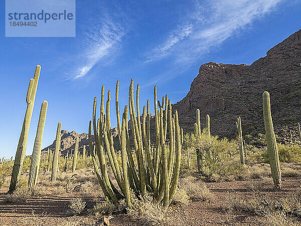 Orgelpfeifenkaktus (Stenocereus thurberi)  Organ Pipe Cactus National Monument  Sonoran Desert  Arizona  Vereinigte Staaten von Amerika  Nord-Amerika
