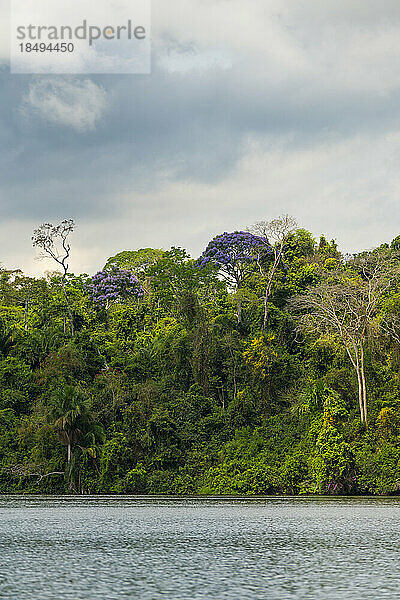 Blühende Bäume  Sandovalsee  Tambopata  Puerto Maldonado  Madre de Dios  Peru  Südamerika