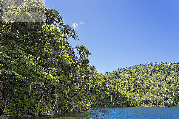 El-Toro-See  Huerquehue-Nationalpark  Pucon  Chile  Südamerika