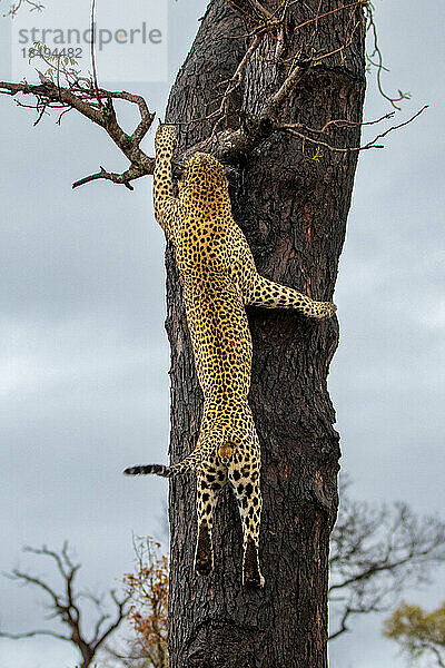 Ein männlicher Leopard  Panthera pardus  klettert auf einen Baum.