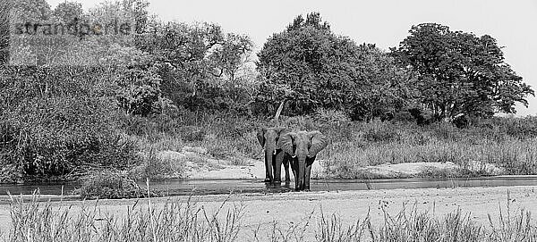 Zwei Elefantenbullen  Loxodonta Africana  laufen gemeinsam durch einen Fluss.