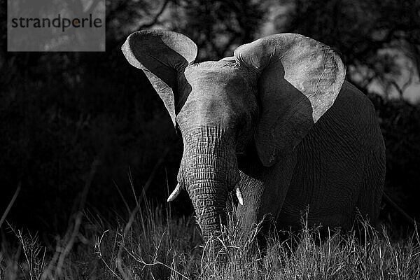 Ein Elefant  Loxodonta Africana  der mit den Ohren schlägt  in Schwarz und Weiß.