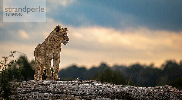 Ein Löwenjunges  Panthera leo  steht auf einem Felsen und blickt nach rechts.