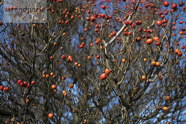 Ein fruchttragender Holzapfelbaum im Winter  rote Holzäpfel.