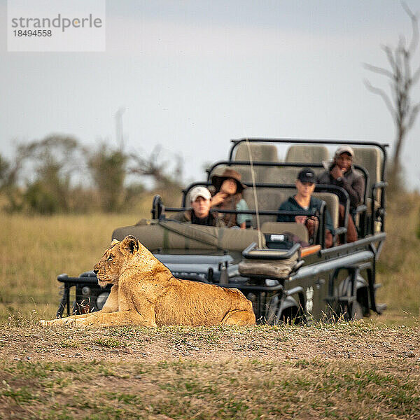 Eine Löwin  Panthera leo  liegt vor einem Safari-Wildfahrzeug.