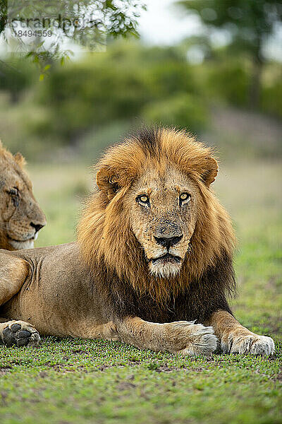 Nahaufnahme eines männlichen Löwen  Panthera leo  direkter Blick.