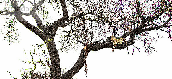 Ein Leopard  Panthera pardus  liegt mit einer Tötung in einem Baum.
